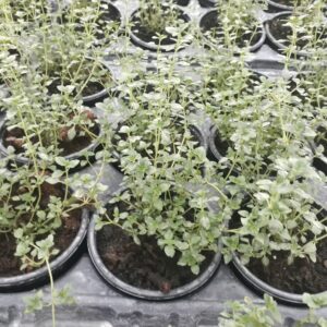 Лимонова Мащерка /Thymus citriodorus/