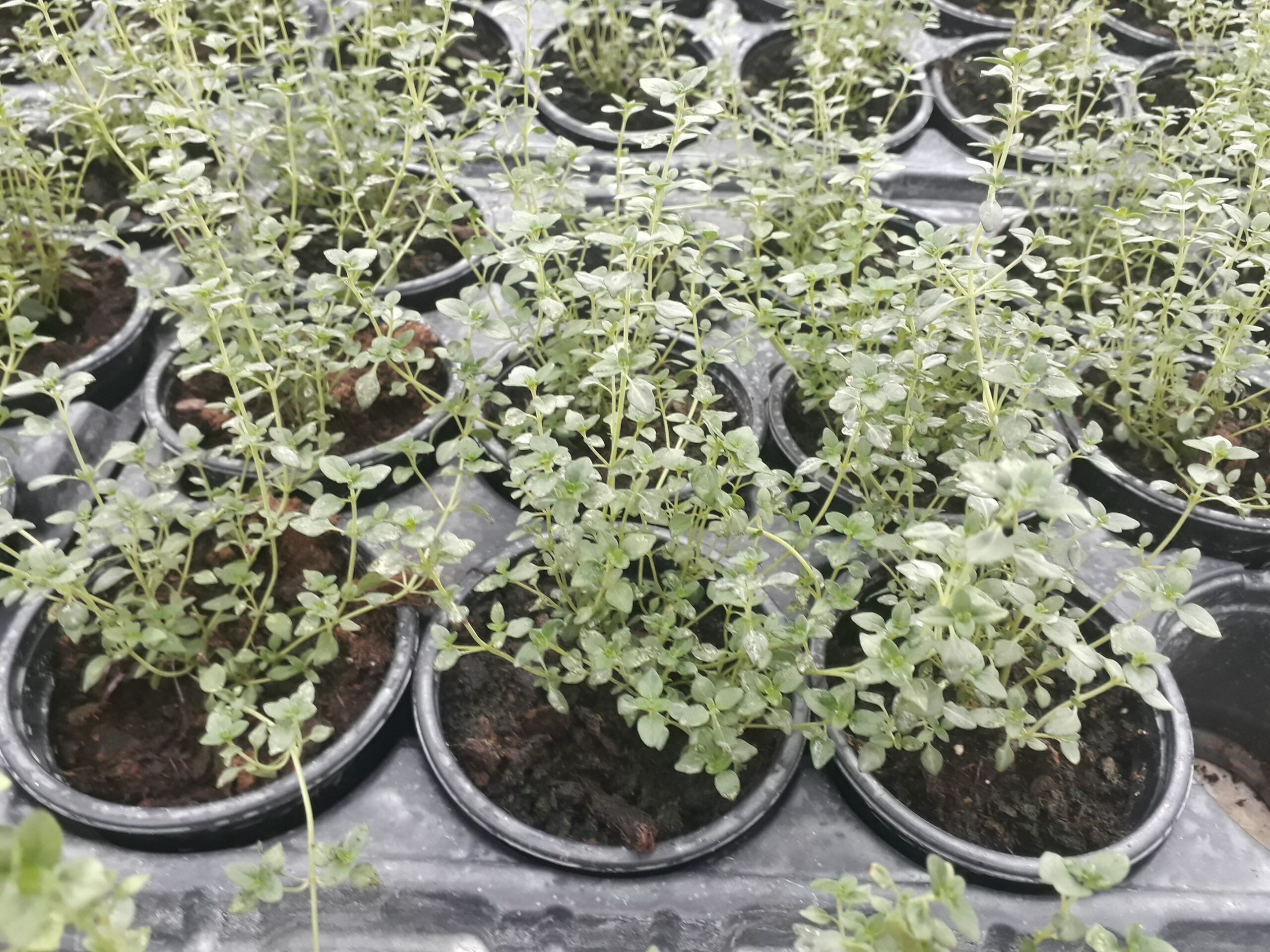 Лимонова Мащерка /Thymus citriodorus/