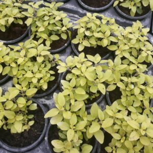Риган/Origanum vulgare 'Aureum/