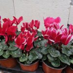 Циклама /Cyclamen/