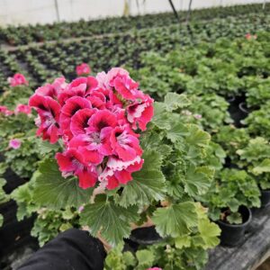 Кралско Мушкато /Pelargonium grandiflorum/