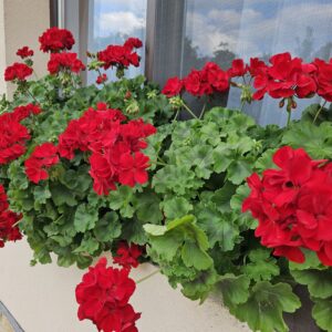 Мушкато /Pelargonium Zonale/
