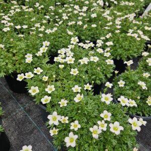 Саксифрага /Saxifraga/