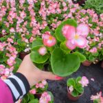 Бегония Семперфлоренс/Begonia Semperflorence/