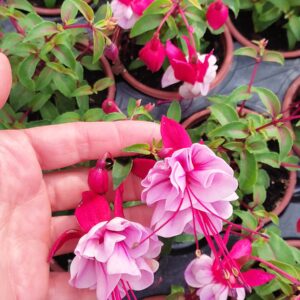 Обичка-Фуксия /Fuchsia/