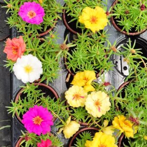 Калдаръмче /Portulaca/