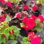 Бегония Тубероза /Begonia Tuberosa/