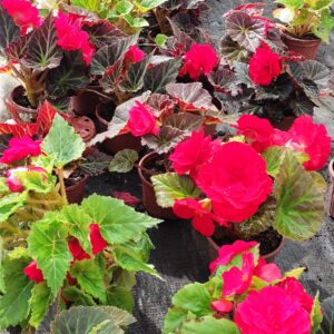 Бегония Тубероза /Begonia Tuberosa/