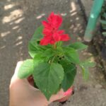 Пламъче -Салвия /Salvia Splendens/