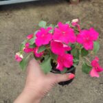 Циганче-Импатиенс /Impatiens Walleriana/