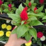 Целозия-Петльов гребен, Пламъче /Celosia/
