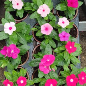 Винка /Catharanthus rosea Vinca/