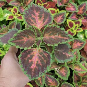 Колеус-Копривка /Coleus/