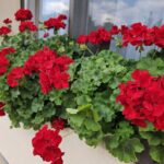 Мушкато /Pelargonium Zonale/