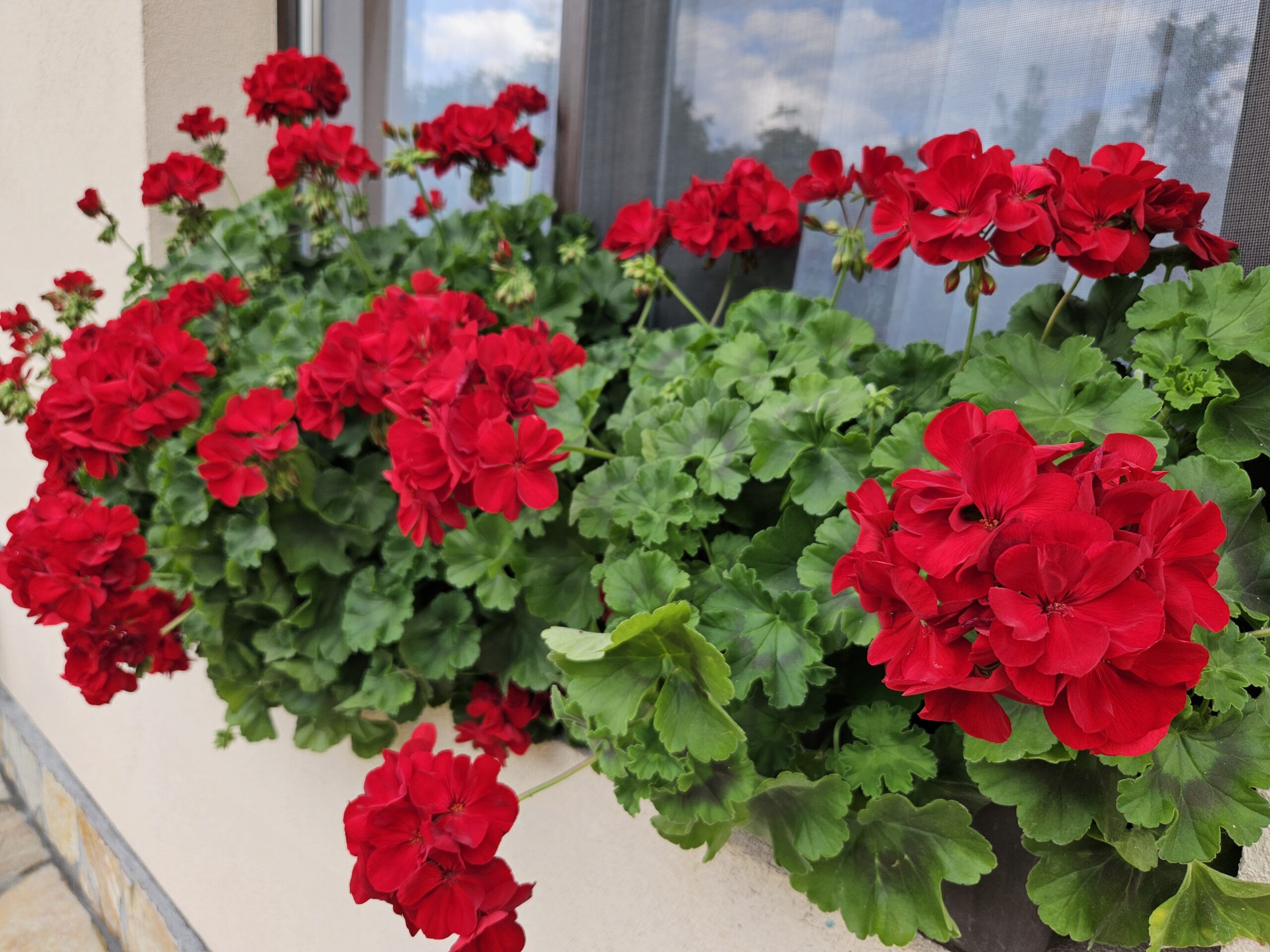 Мушкато /Pelargonium Zonale/