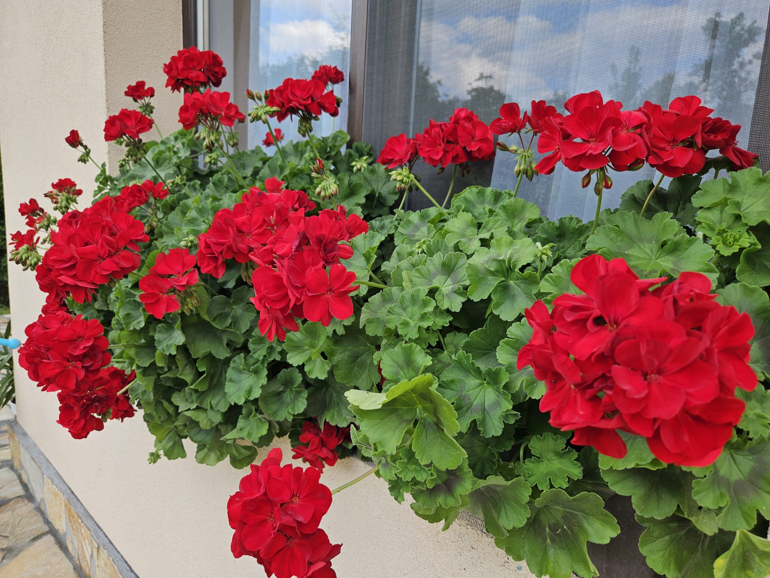 Мушкато /Pelargonium Zonale/ - Image 2