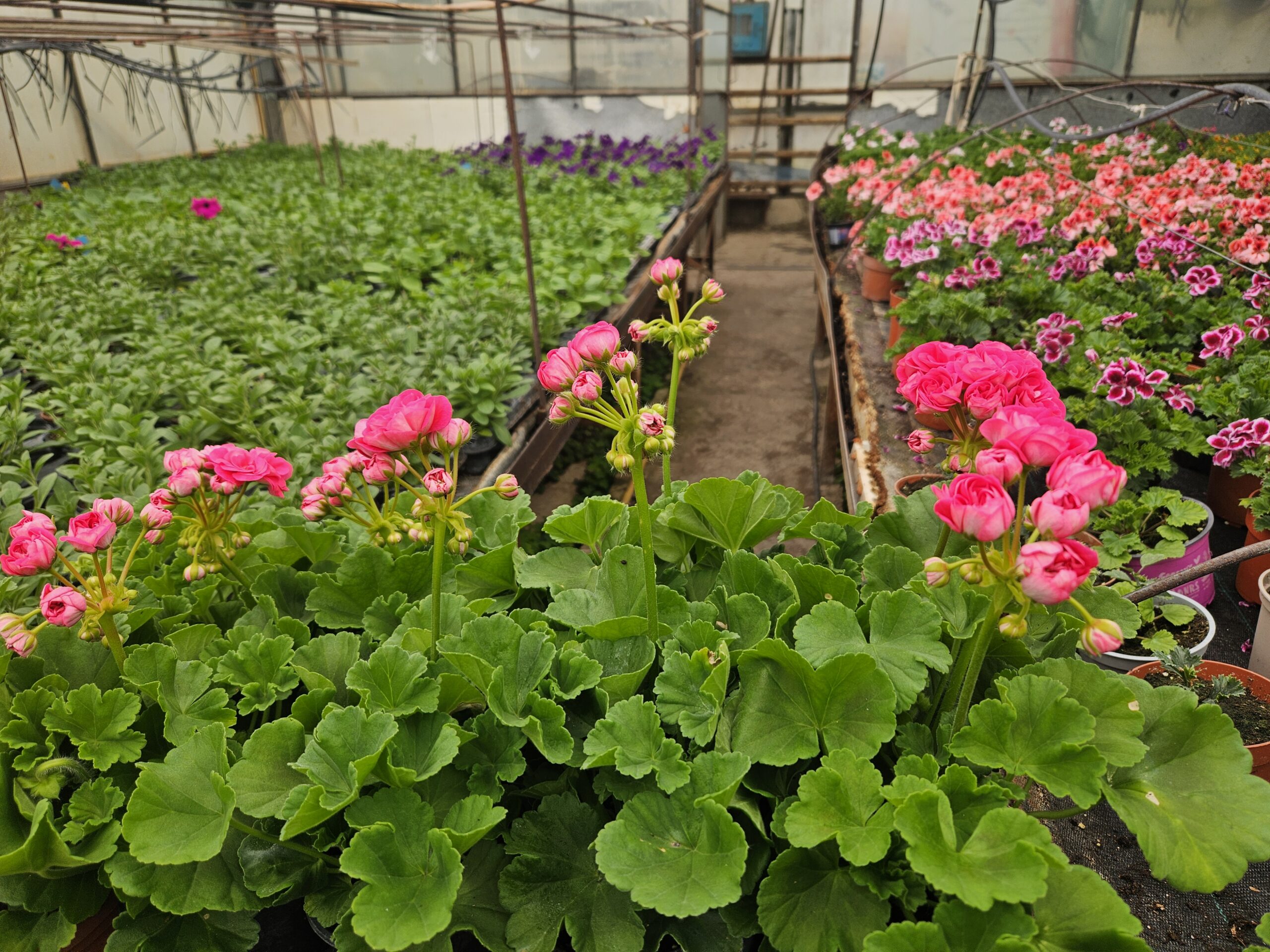 Мушкато /Pelargonium Zonale/ - Image 21