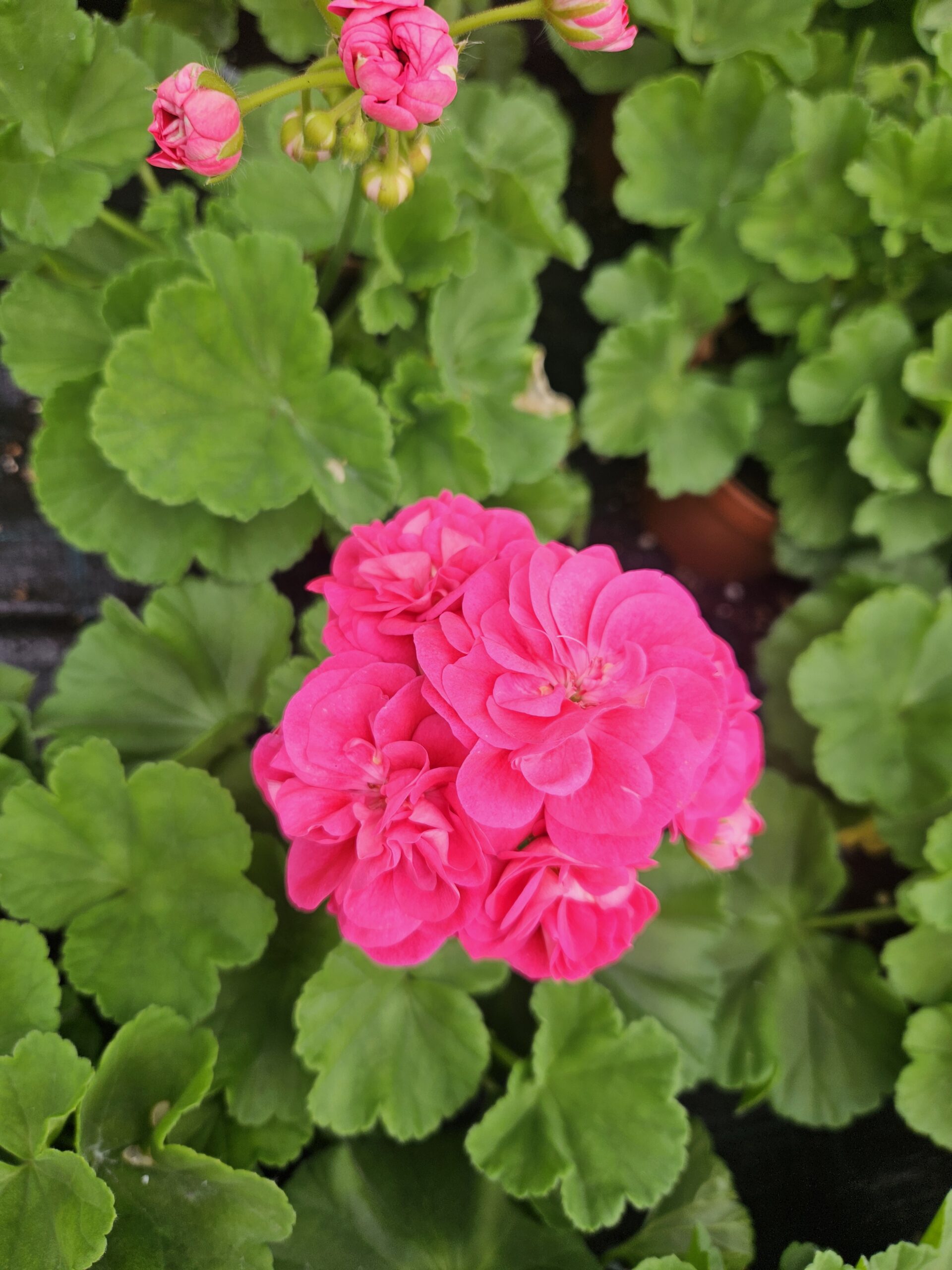 Мушкато /Pelargonium Zonale/ - Image 20