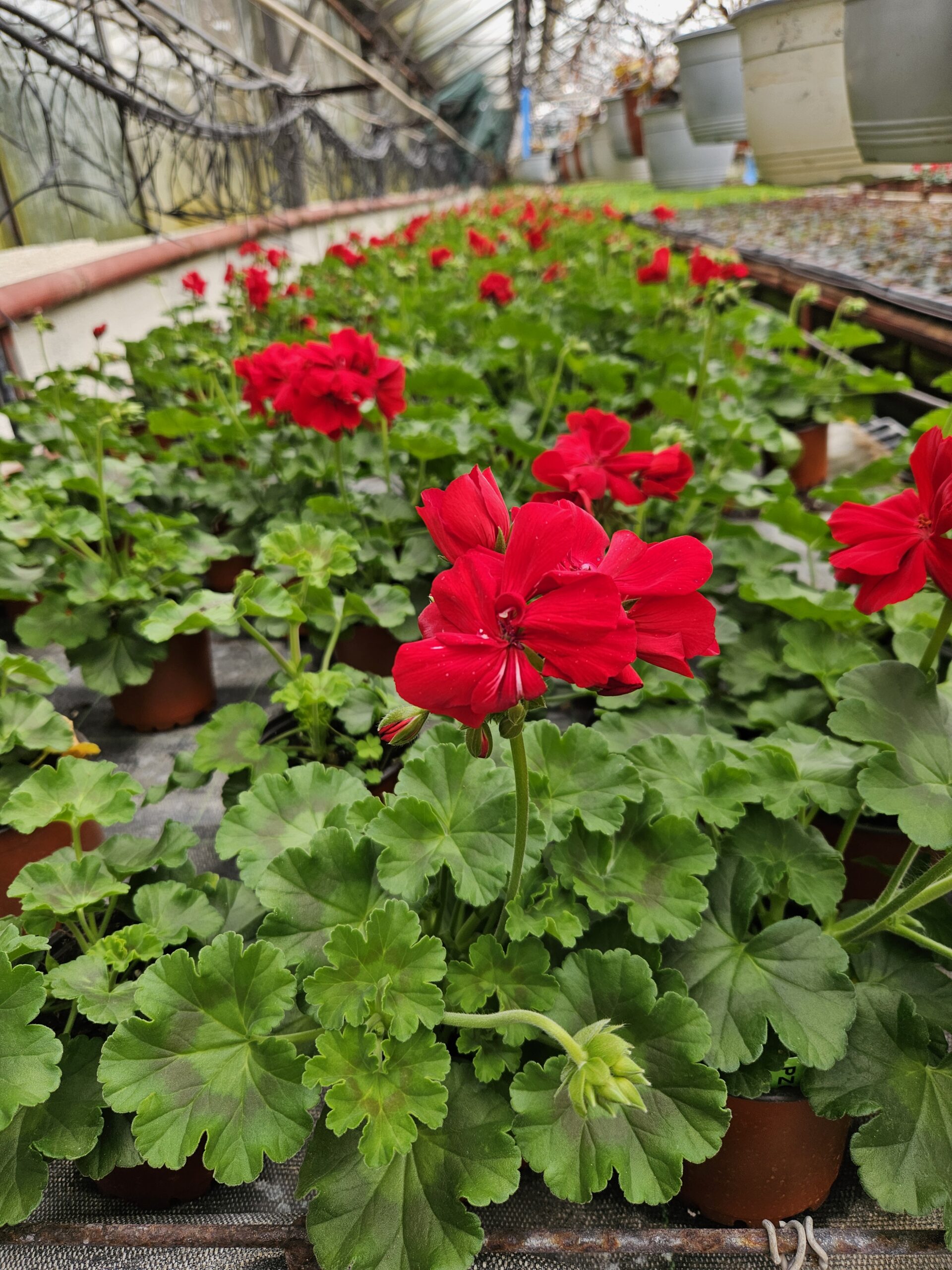Мушкато /Pelargonium Zonale/ - Image 19