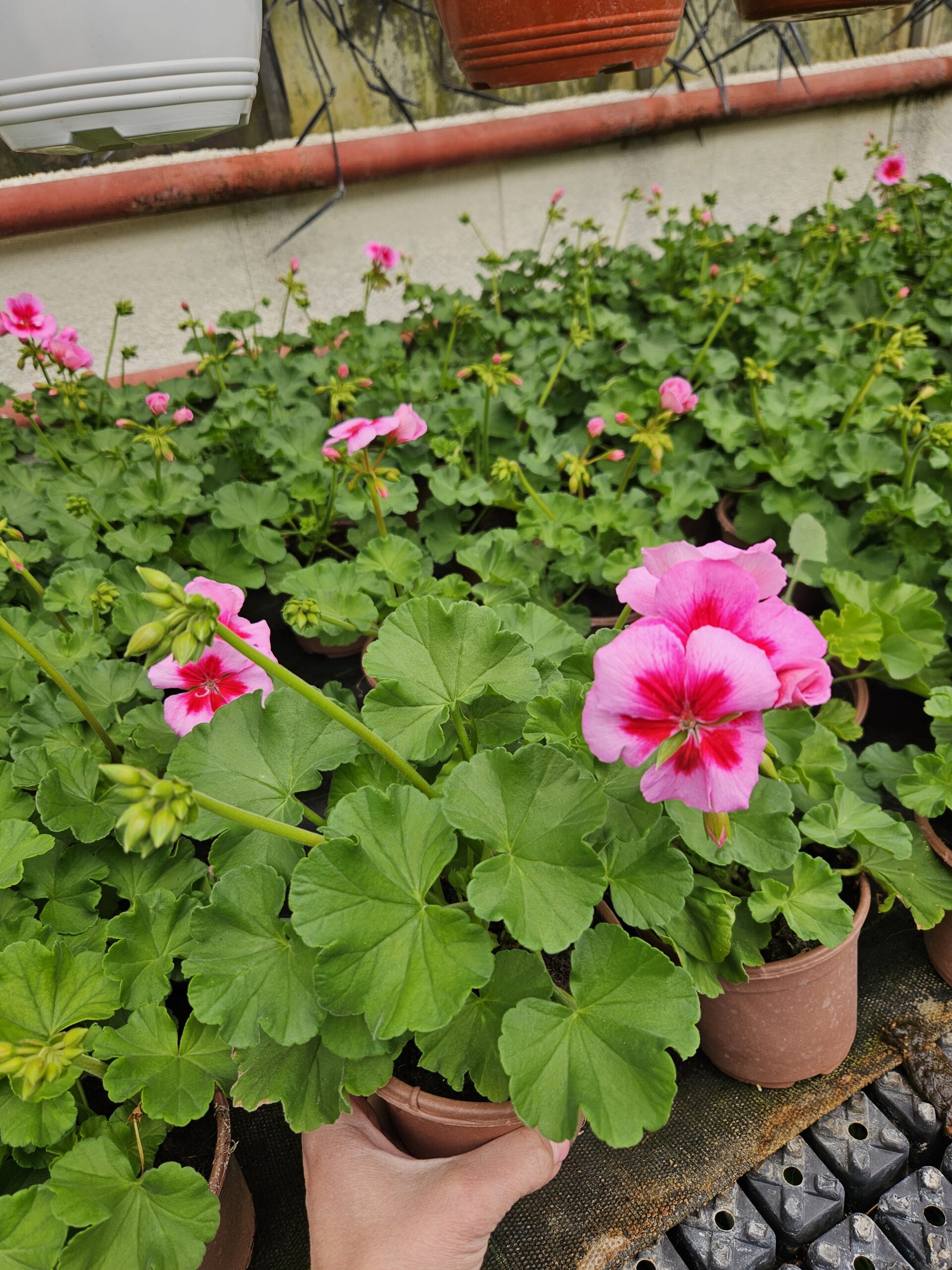 Мушкато /Pelargonium Zonale/ - Image 18