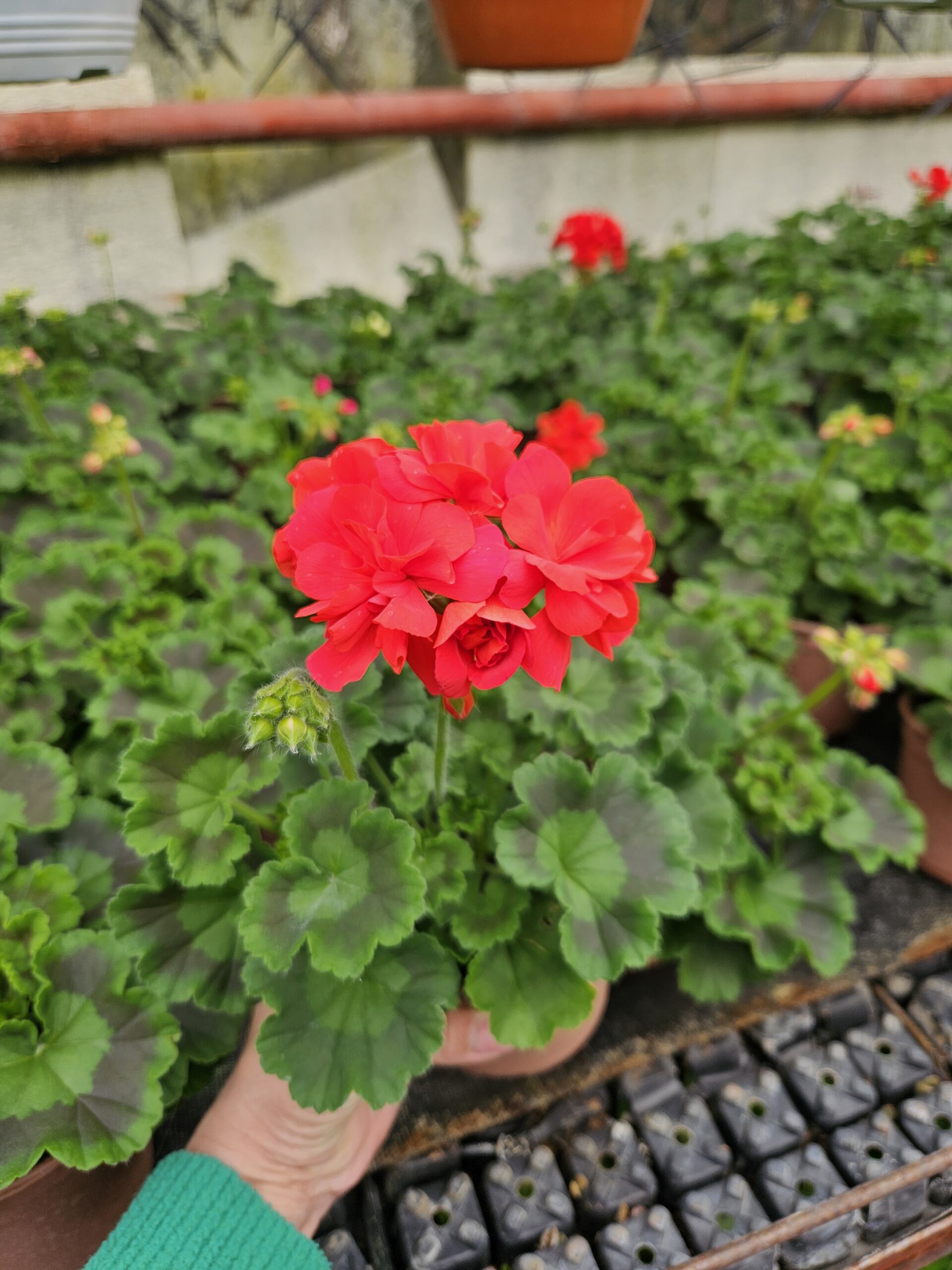 Мушкато /Pelargonium Zonale/ - Image 17