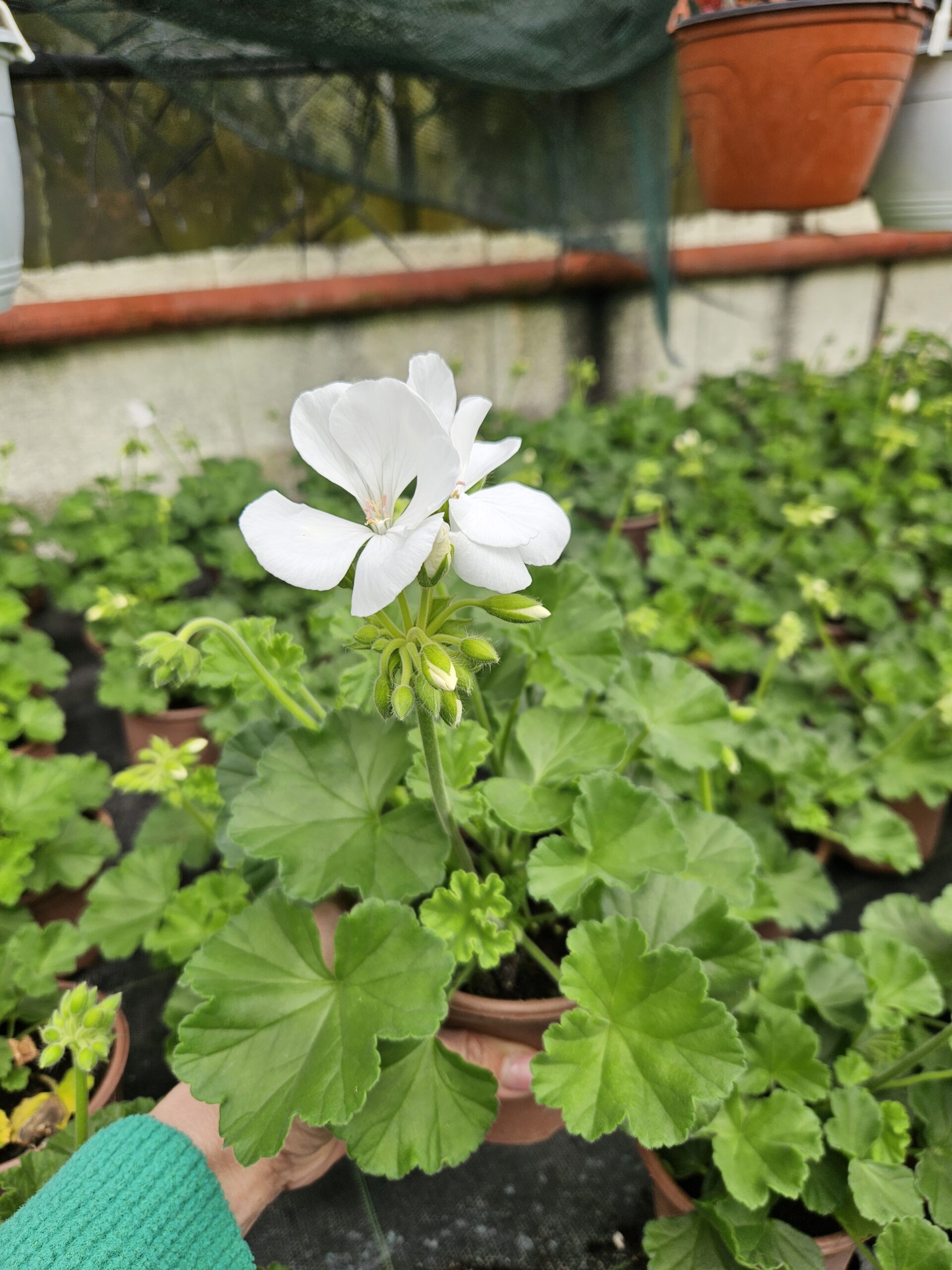 Мушкато /Pelargonium Zonale/ - Image 16