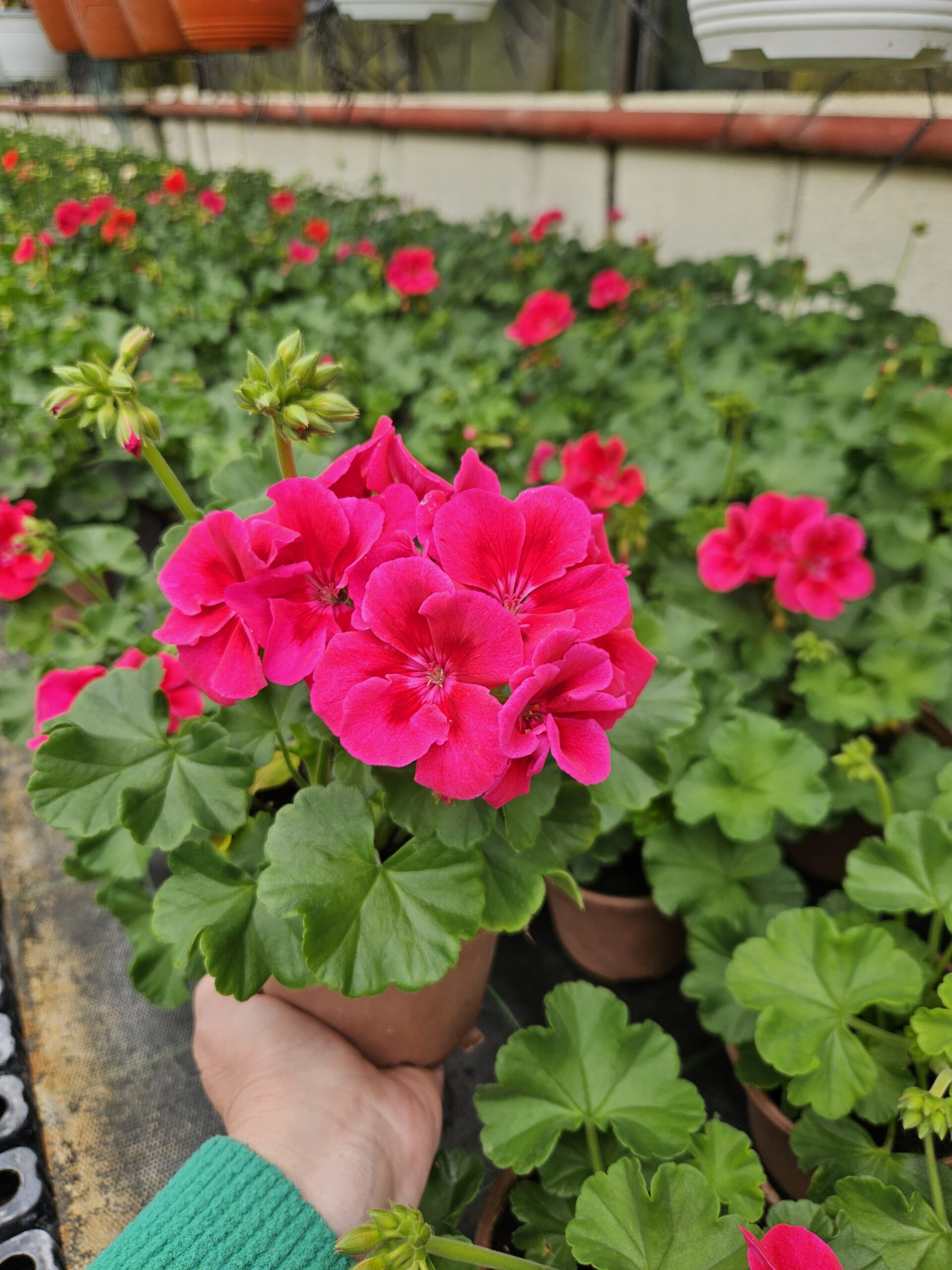 Мушкато /Pelargonium Zonale/ - Image 15