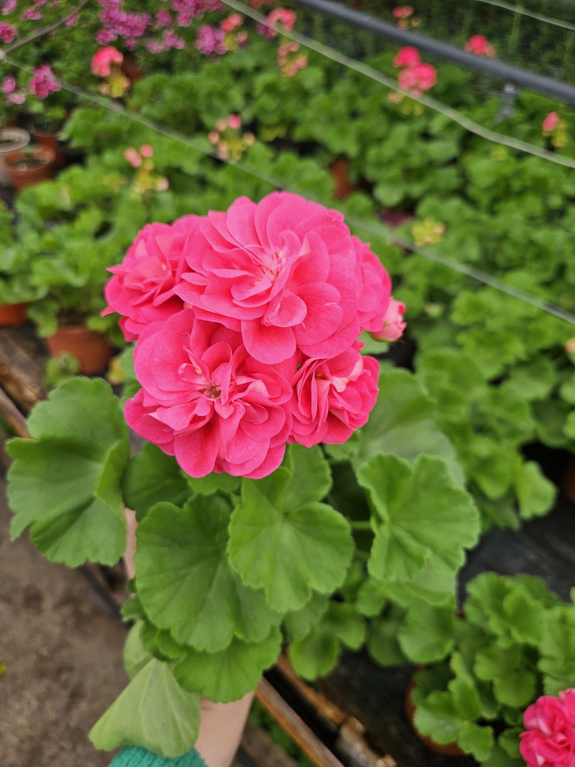 Мушкато /Pelargonium Zonale/ - Image 14