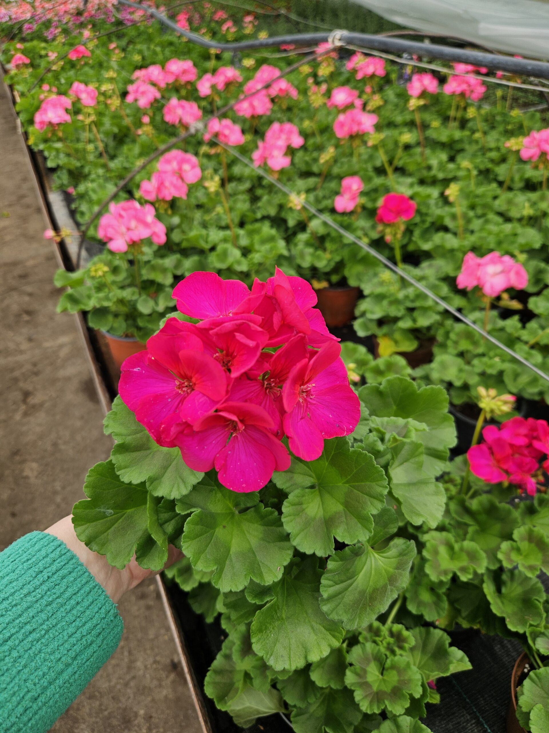 Мушкато /Pelargonium Zonale/ - Image 13