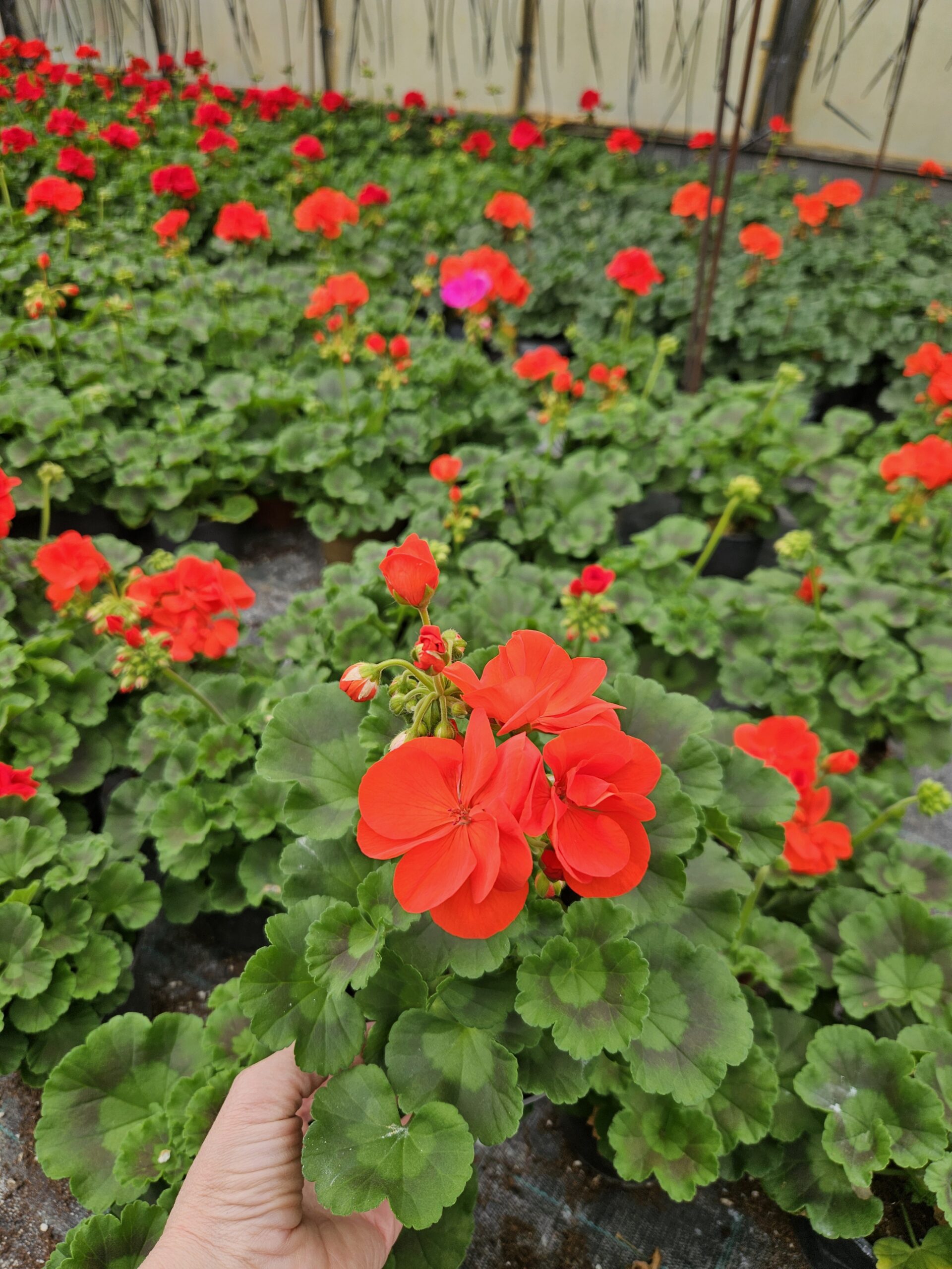 Мушкато /Pelargonium Zonale/ - Image 12