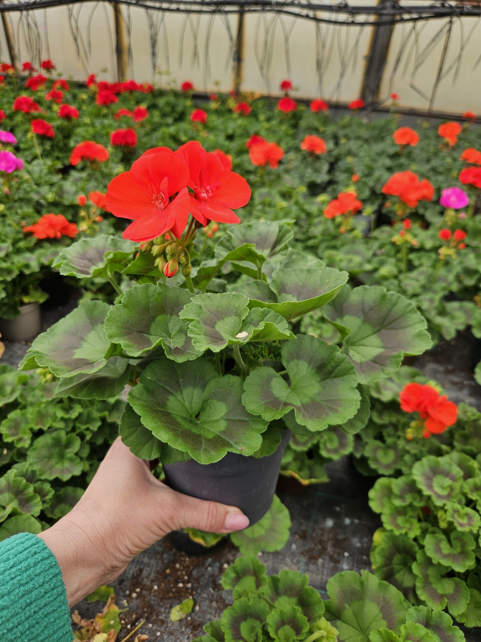 Мушкато /Pelargonium Zonale/ - Image 11