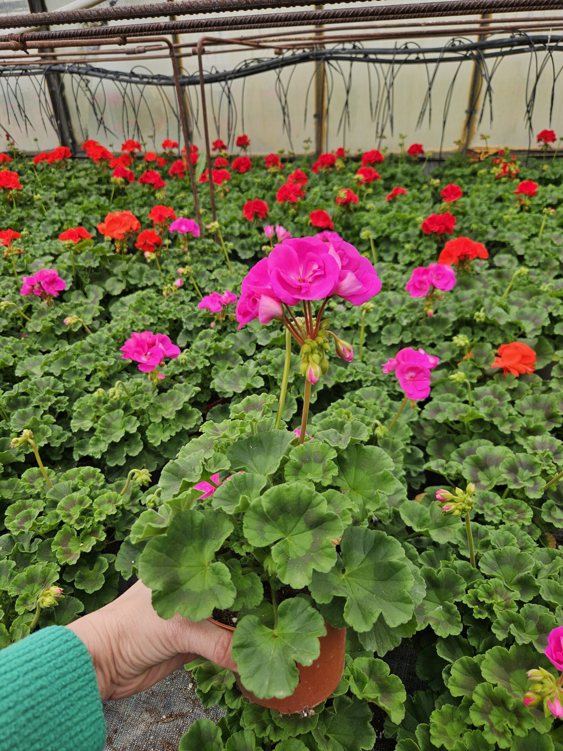 Мушкато /Pelargonium Zonale/ - Image 10