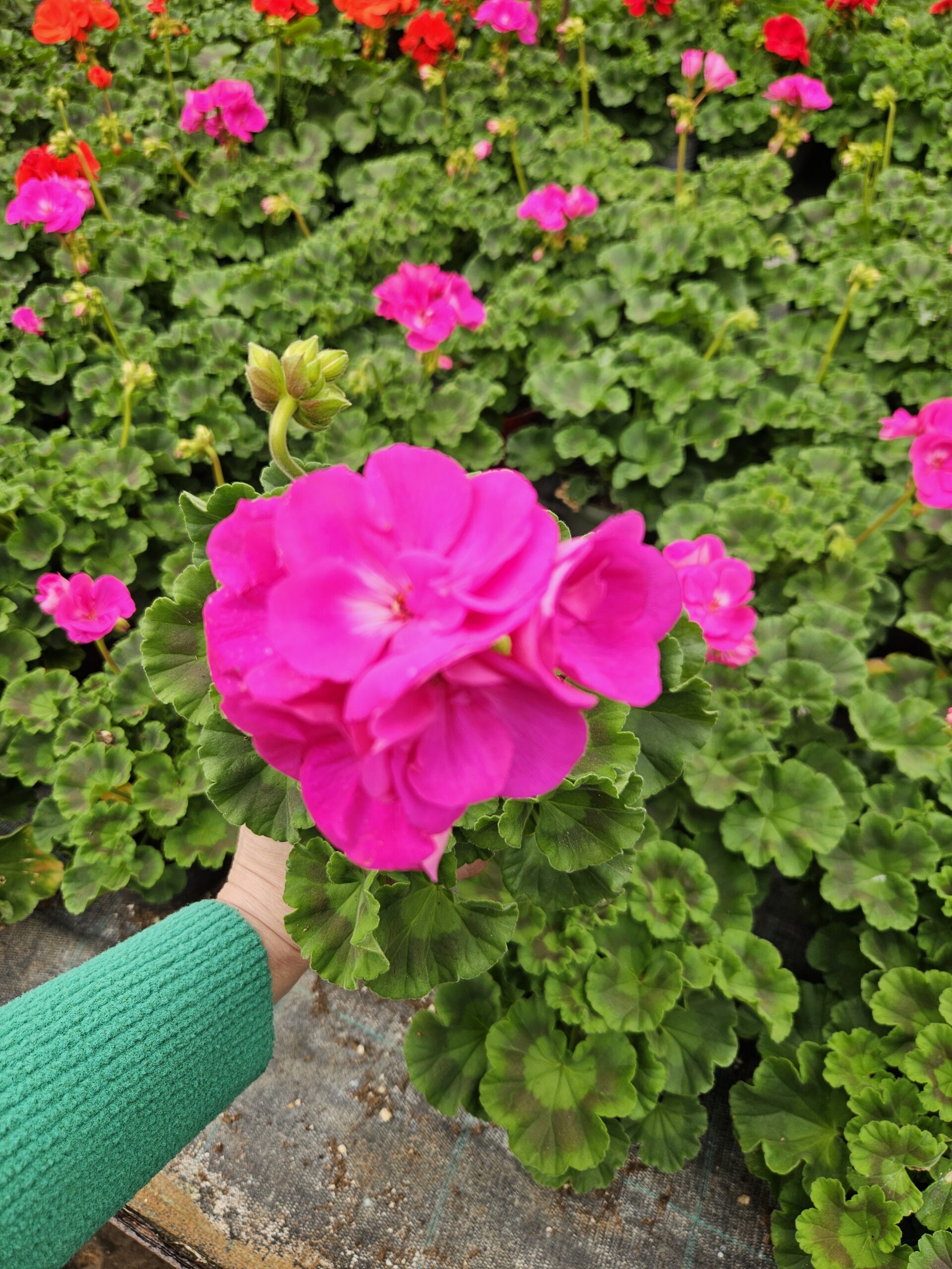 Мушкато /Pelargonium Zonale/ - Image 9