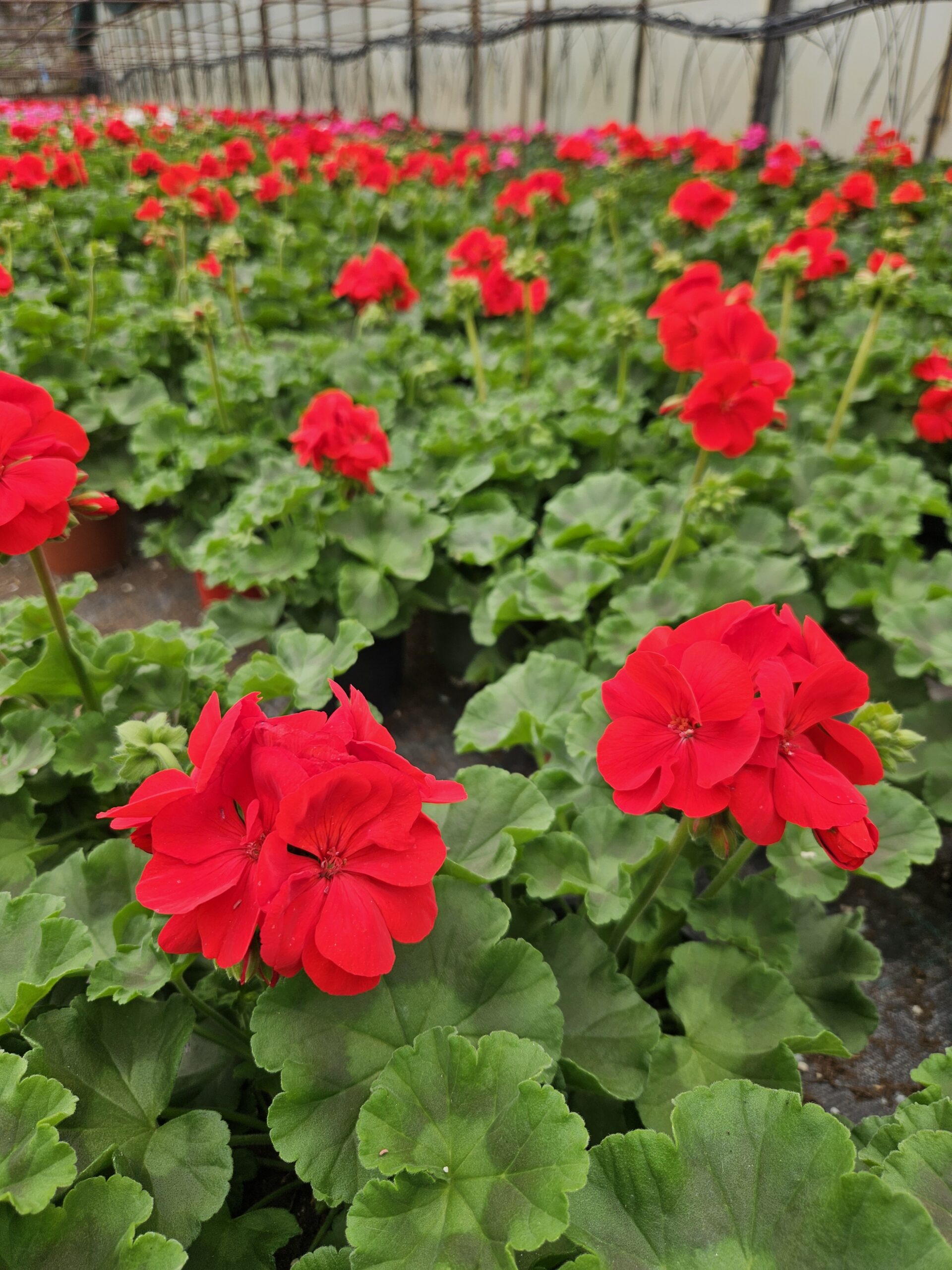 Мушкато /Pelargonium Zonale/ - Image 8