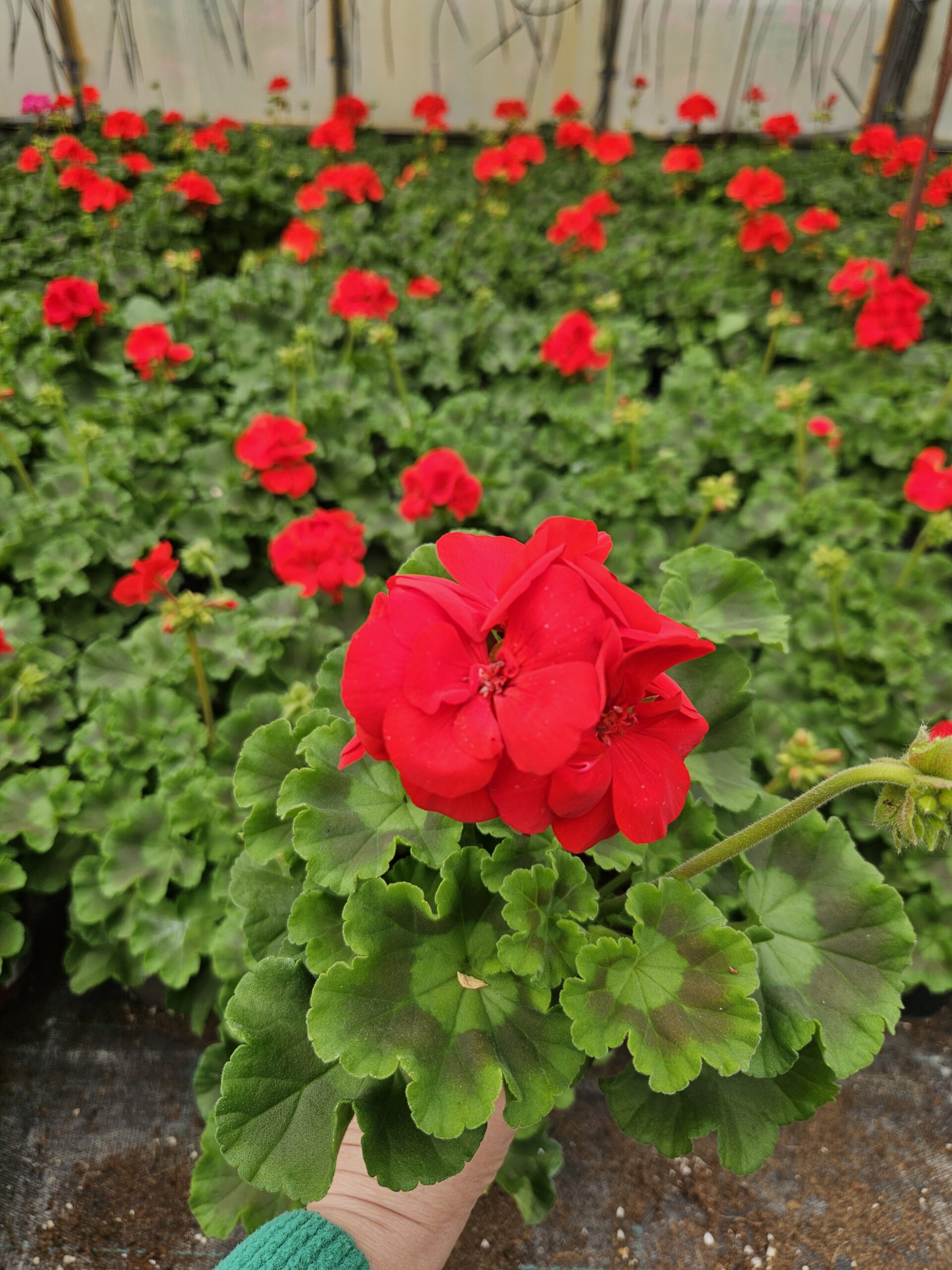 Мушкато /Pelargonium Zonale/ - Image 7