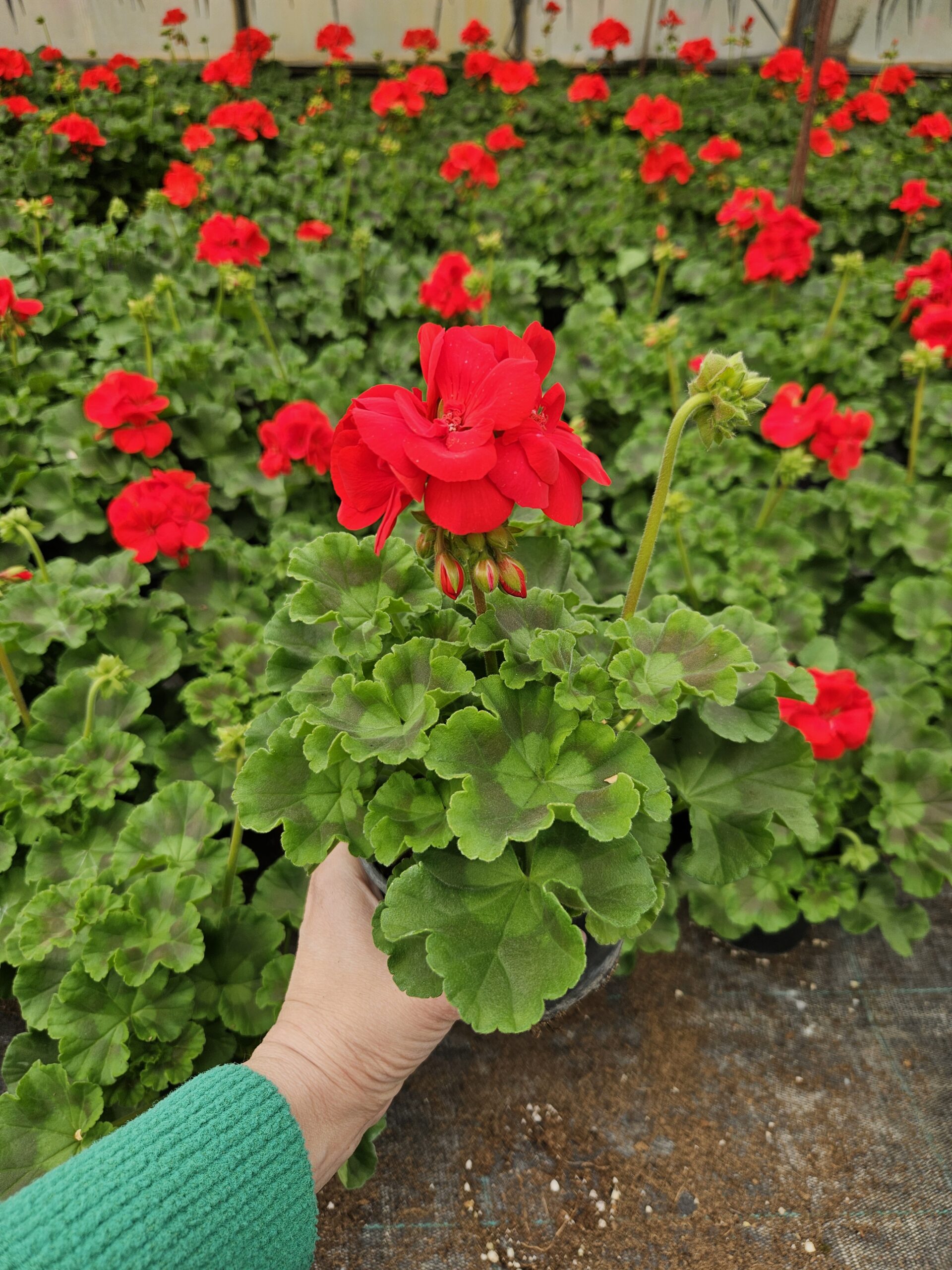 Мушкато /Pelargonium Zonale/ - Image 6