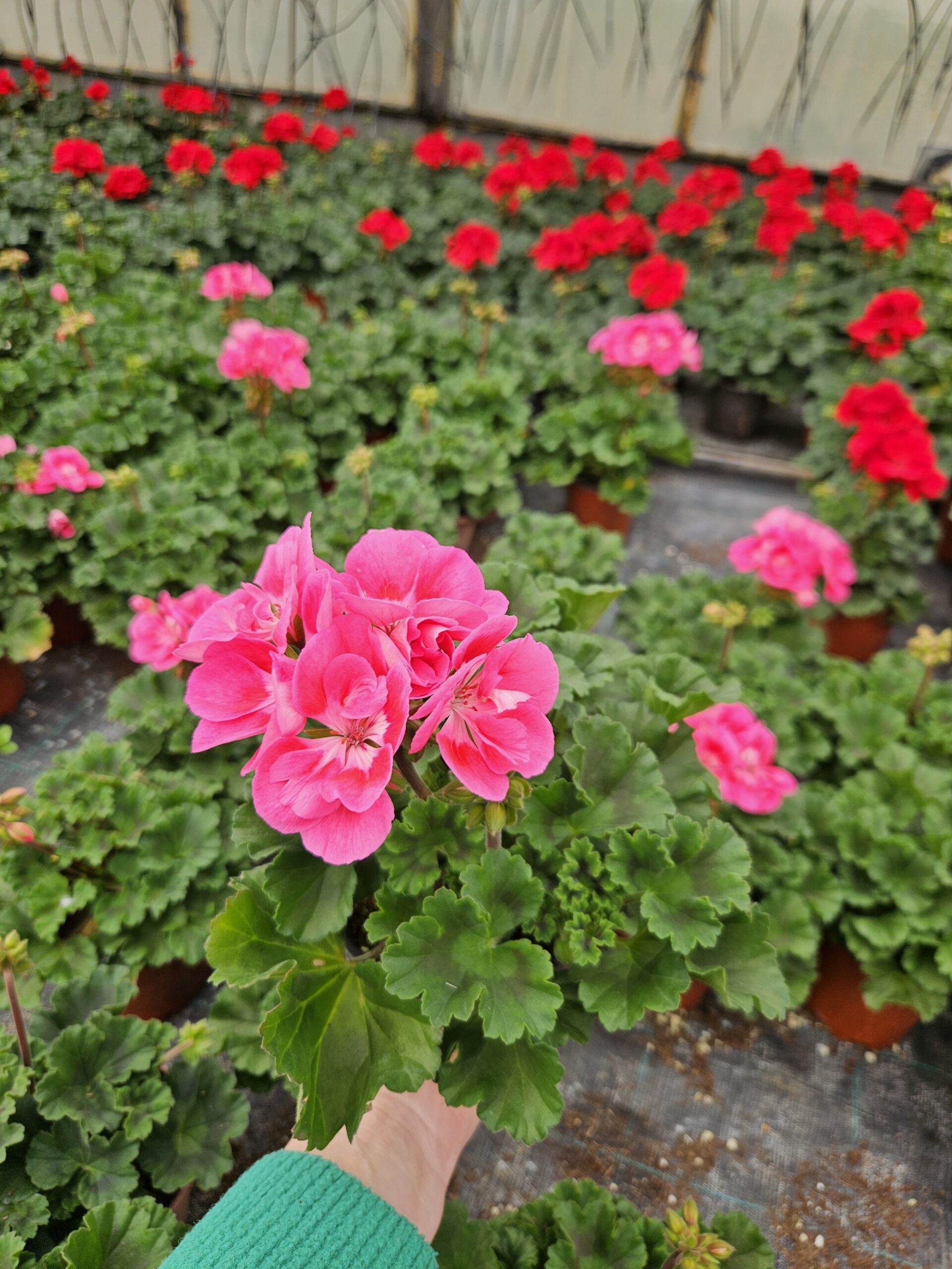 Мушкато /Pelargonium Zonale/ - Image 5