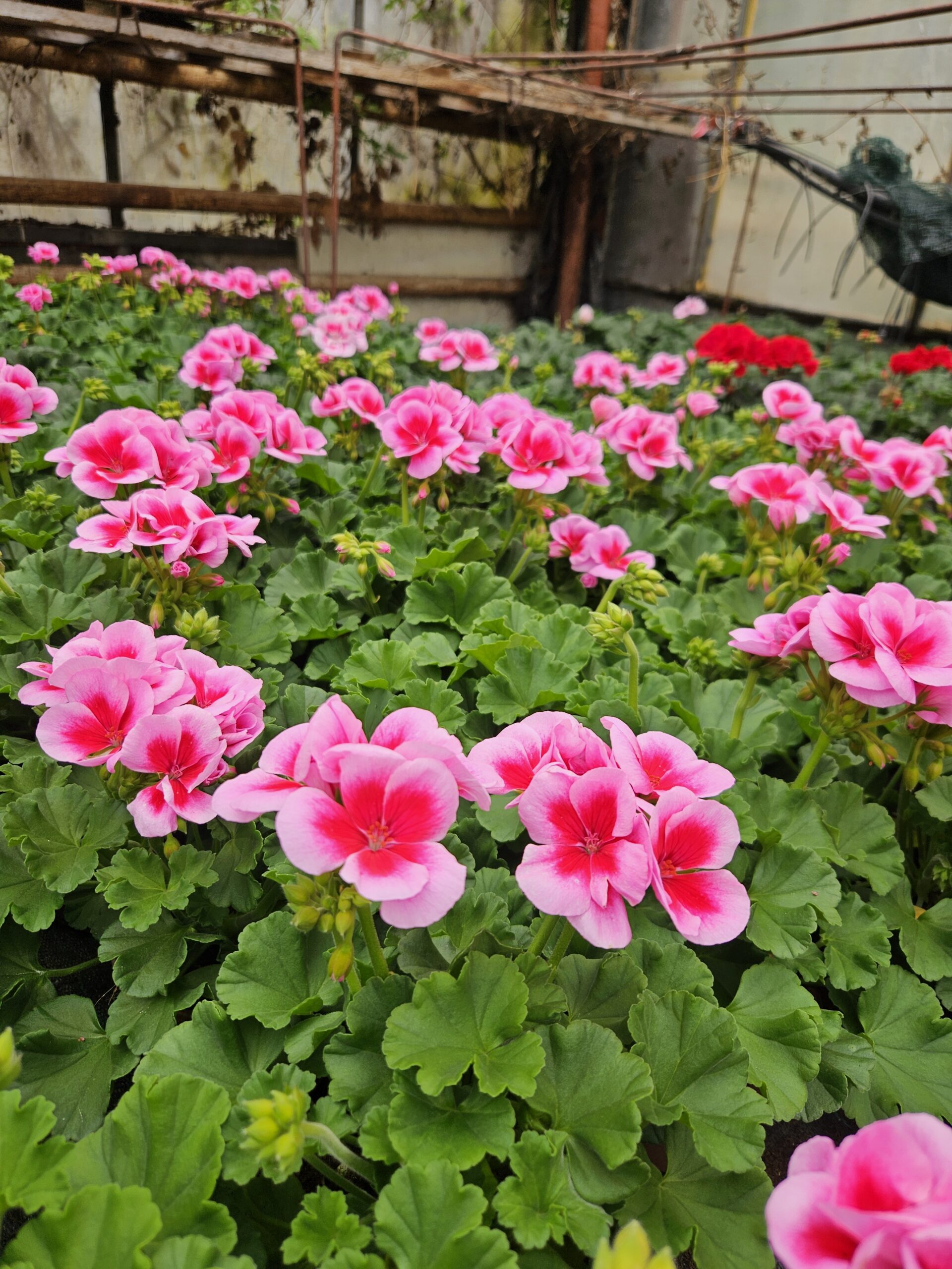 Мушкато /Pelargonium Zonale/ - Image 4