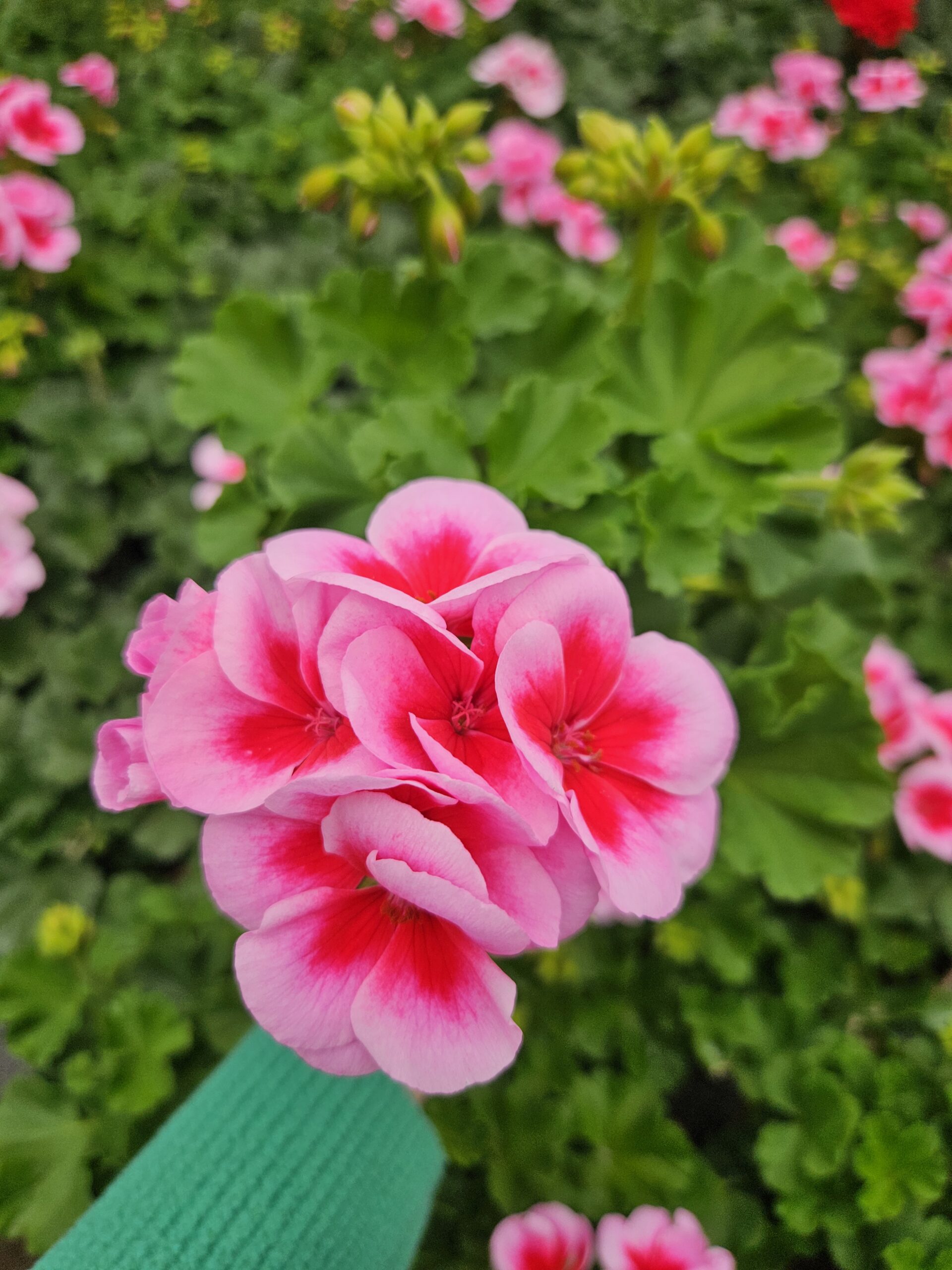 Мушкато /Pelargonium Zonale/ - Image 3